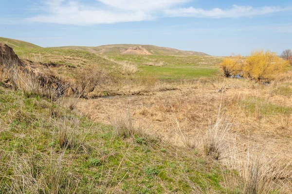 Arroyo Primavera Orilla Del Sauce Creciente Tien Shan Estribaciones — Foto de Stock