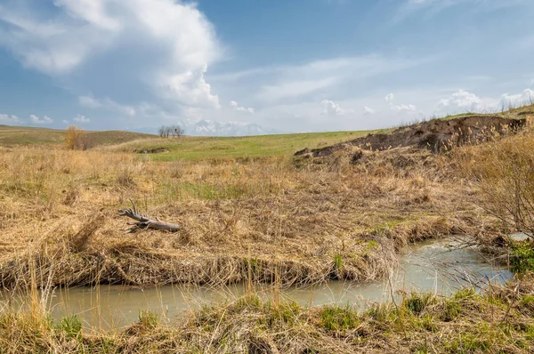willow, Tien Shan eteklerinde büyüyen sahilde bahar creek
