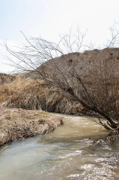 willow, Tien Shan eteklerinde büyüyen sahilde bahar creek