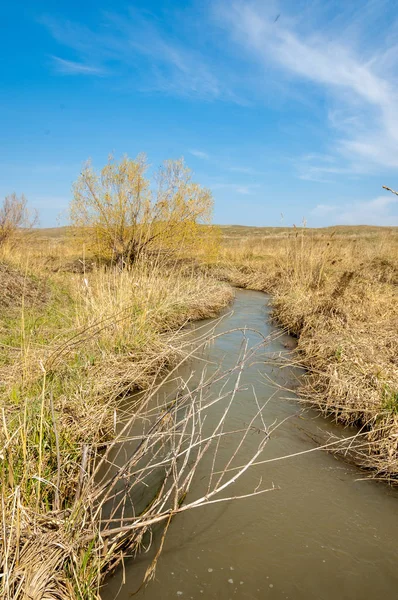 willow, Tien Shan eteklerinde büyüyen sahilde bahar creek