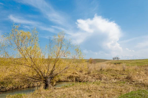 willow, Tien Shan eteklerinde büyüyen sahilde bahar creek