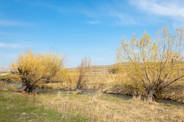 willow, Tien Shan eteklerinde büyüyen sahilde bahar creek