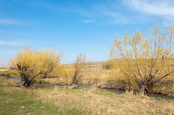 Spring Creek Shore Growing Willow Tien Shan Foothills — Stock Photo, Image