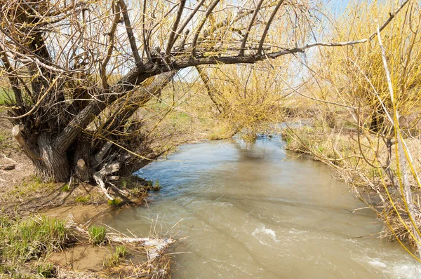 willow, Tien Shan eteklerinde büyüyen sahilde bahar creek
