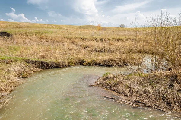 willow, Tien Shan eteklerinde büyüyen sahilde bahar creek