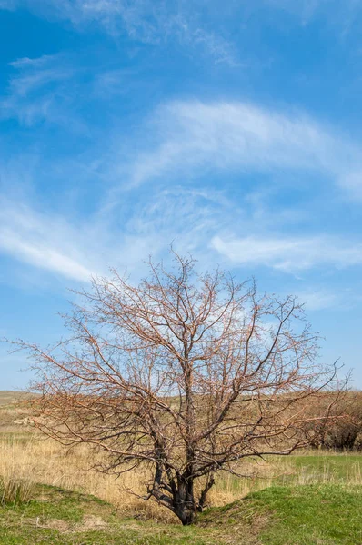willow, Tien Shan eteklerinde büyüyen sahilde bahar creek