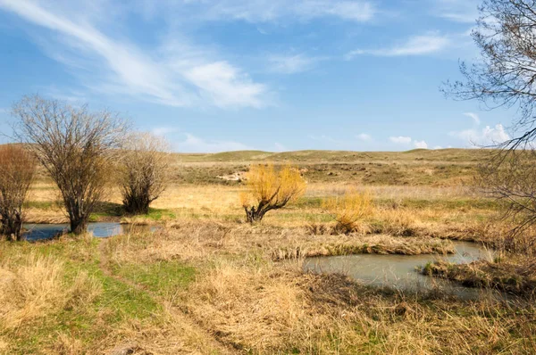 willow, Tien Shan eteklerinde büyüyen sahilde bahar creek