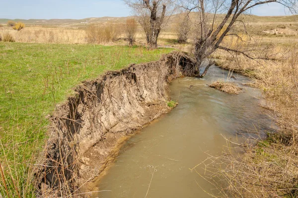 willow, Tien Shan eteklerinde büyüyen sahilde bahar creek