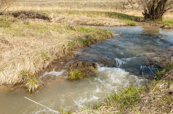 willow, Tien Shan eteklerinde büyüyen sahilde bahar creek