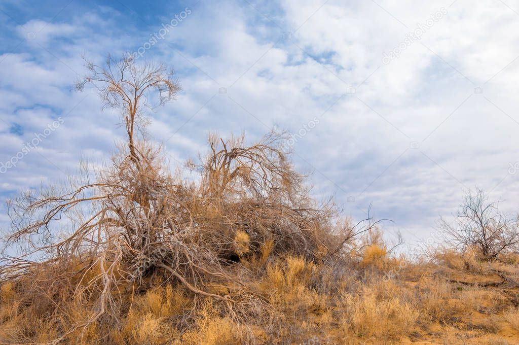 spring steppe. the nature wakes up after winter. last year's grass with trees in the desert