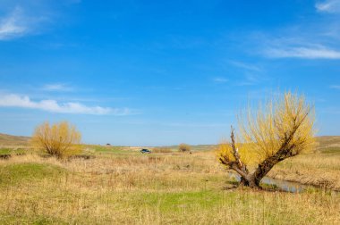 willow, Tien Shan eteklerinde büyüyen sahilde bahar creek