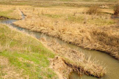 willow, Tien Shan eteklerinde büyüyen sahilde bahar creek