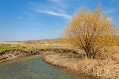 willow, Tien Shan eteklerinde büyüyen sahilde bahar creek