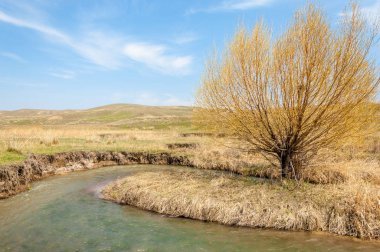 willow, Tien Shan eteklerinde büyüyen sahilde bahar creek
