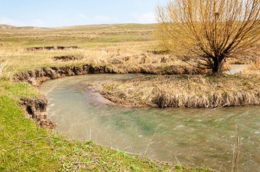 willow, Tien Shan eteklerinde büyüyen sahilde bahar creek