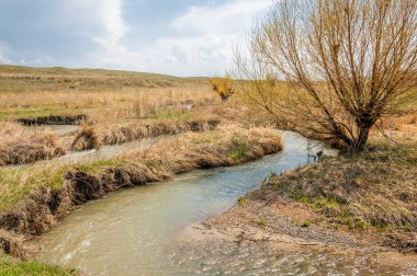 willow, Tien Shan eteklerinde büyüyen sahilde bahar creek