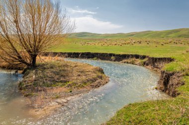 willow, Tien Shan eteklerinde büyüyen sahilde bahar creek