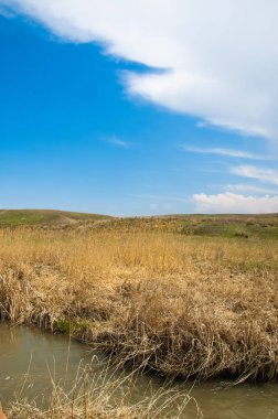 willow, Tien Shan eteklerinde büyüyen sahilde bahar creek