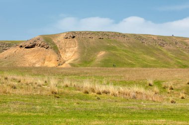 willow, Tien Shan eteklerinde büyüyen sahilde bahar creek