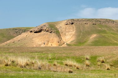willow, Tien Shan eteklerinde büyüyen sahilde bahar creek
