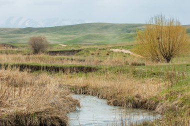 willow, Tien Shan eteklerinde büyüyen sahilde bahar creek