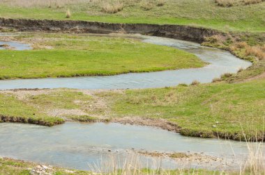 willow, Tien Shan eteklerinde büyüyen sahilde bahar creek