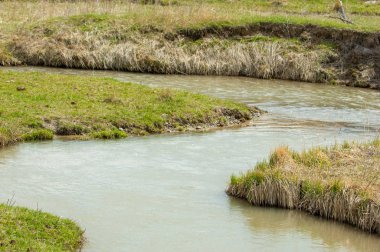 willow, Tien Shan eteklerinde büyüyen sahilde bahar creek