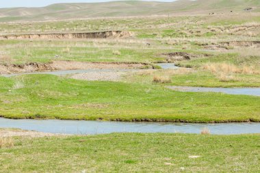 willow, Tien Shan eteklerinde büyüyen sahilde bahar creek