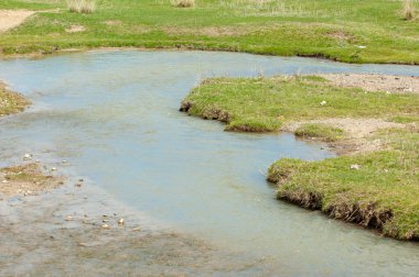 willow, Tien Shan eteklerinde büyüyen sahilde bahar creek