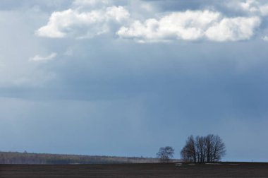 Willow arılar tarafından tozlaşma