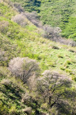 Kayısı çiçek Dağları. Tien Shan Kayısı çiçek