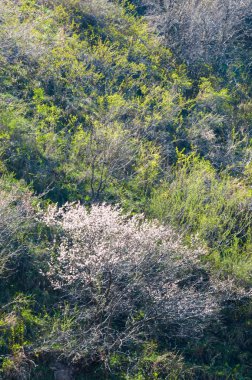 Kayısı çiçek Dağları. Tien Shan Kayısı çiçek