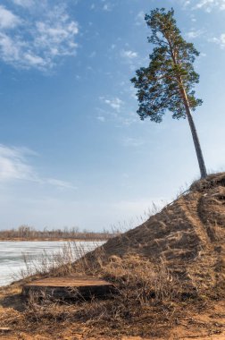 Bahar çam ormanı. bahar mevsimi. Bahar, Bahar, springtide, birinci sınıf. sezon sonra kış ve yaz önce hangi bitki örtüsü gelmeye başladı, 