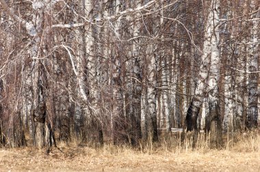 Orman erken ilkbaharda huş ağacı. Erken Bahar orman. ilk sıcak gün