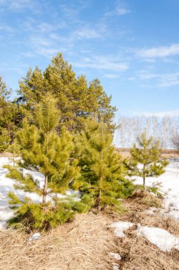 Alanını bahar. son kar. çam ağacı. Bahar, springtide, birinci sınıf