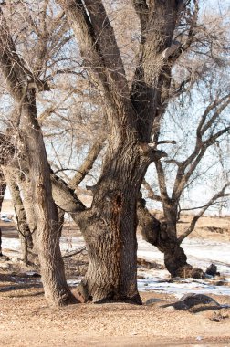 su küçük bir nehir erken ilkbahar akarsu. Bahar sahne. donmuş bir dere ile dağ manzarası