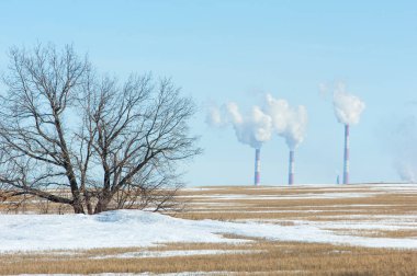 Boru Tesisi. Alan son kar ile. Yalnız Sonbahar ağaç. ağaç yalnız bahar