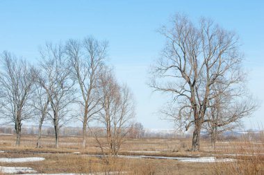Bahar son kar. Ağaçlar