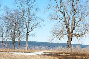 Bahar son kar. Ağaçlar