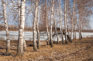 Bahar River, buz Nehri üzerinde. çıplak ağaçlar ve mavi gökyüzünde güzel bulutlar güzel bahar manzara nehir buz ile erimiş