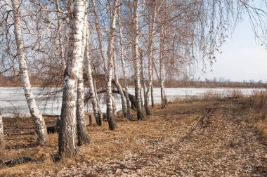 Bahar River, buz Nehri üzerinde. çıplak ağaçlar ve mavi gökyüzünde güzel bulutlar güzel bahar manzara nehir buz ile erimiş