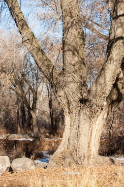 su küçük bir nehir erken ilkbahar akarsu. Bahar sahne. donmuş bir dere ile dağ manzarası