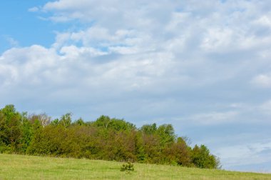 Günbatımında günbatımı, güzel yeşil ağaç bulutlar ile bahar ormandaki bahar.