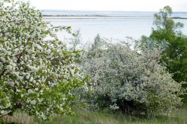 Bahar elma çiçeği Nehri günbatımı. Sunset Bulvarında bir çayır çiçek açan ağaçlar bahar manzara ile. 