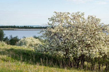 Bahar elma çiçeği Nehri günbatımı. Sunset Bulvarında bir çayır çiçek açan ağaçlar bahar manzara ile. 