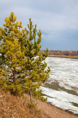 Bahar River, buz Nehri üzerinde. çıplak ağaçlar ve mavi gökyüzünde güzel bulutlar güzel bahar manzara nehir buz ile erimiş