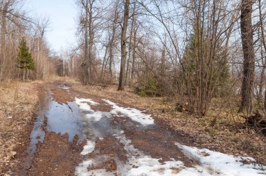 Bahar köy yolunda ormanda. 
