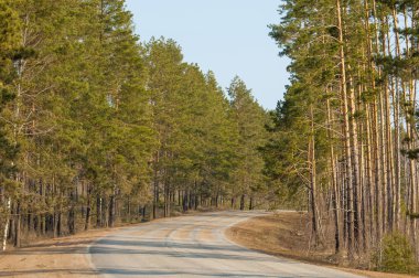 Ülkede yol çam ormanı erken baharda. İl karayolu. halka açık bir yolda veya diğer halka açık bir yolda karada