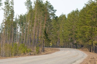 Ülkede yol çam ormanı erken baharda. İl karayolu. halka açık bir yolda veya diğer halka açık bir yolda karada