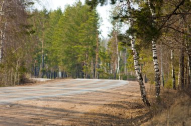 Ülkede yol çam ormanı erken baharda. İl karayolu. halka açık bir yolda veya diğer halka açık bir yolda karada